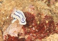 Nudibranch Ã¢â¬â Chromodoris lochi